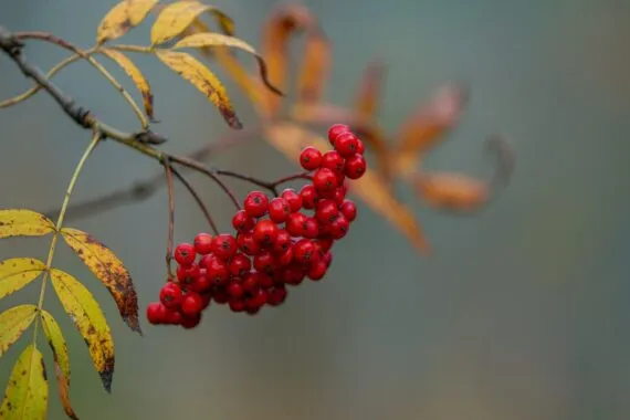 Abnehmen nach der Schwangerschaft